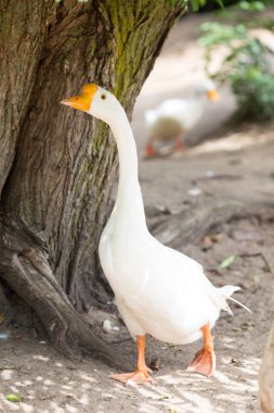Beyaz bir kaz yakın çekim portre. Beyaz kaz vahşi Hayvanat Bahçesi.