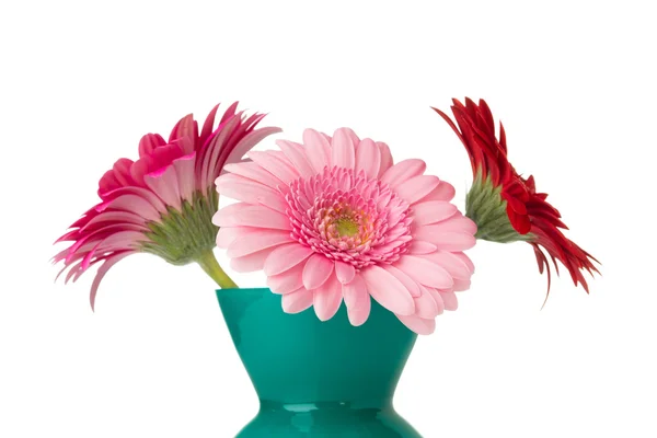 Gerbera. Gerbera flower on the vase, isolated white background. — Stock Photo, Image