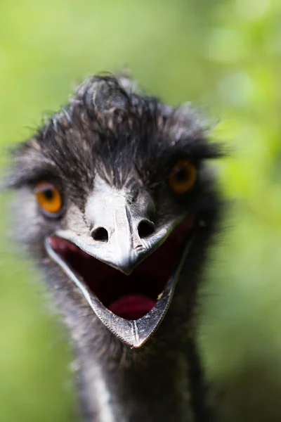 Genç Emu bir hayvanat bahçesi portresi. — Stok fotoğraf