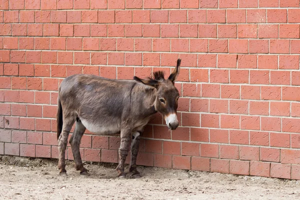 Retrato de um burro na fazenda . — Fotografia de Stock