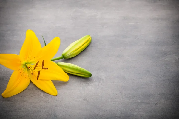 Gerbera. Gerbera flower on the vase, isolated white background. — Stock Photo, Image