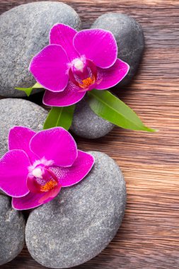 Orkide. Spa taşlarla ahşap arka plan üzerinde orkide çiçek.