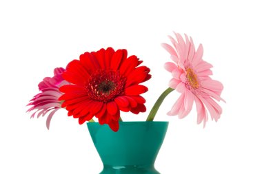 Gerbera. Gerbera çiçek vazo, izole beyaz arka plan üzerinde.