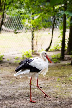 Vahşi park alanındaki leylek.