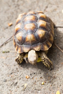 Vahşi safari park turtle.