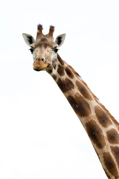 Giraff porträtt vilda zoo. Nära upp skott. — Stockfoto
