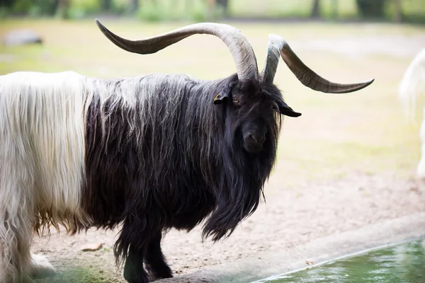 Porträt des jungen Emu im Zoo. — Stockfoto