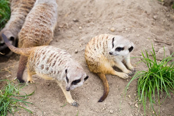 Meerkat, Suricata, suricatta also known as the suricate. Wildlif — Stock Photo, Image