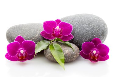 Spa taşlar. Spa Masaj taşlar ve beyaz arka plan üzerinde izole orkide.