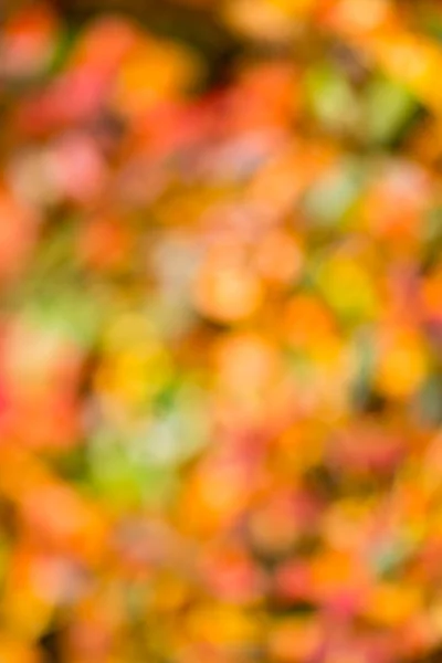 Herbstbokeh. natürliche Schönheit Hintergrund. — Stockfoto