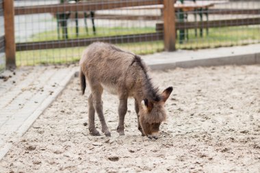 Çiçekli çayırlarda anne ve bebek eşekler