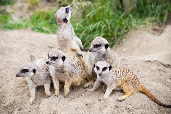 Meerkat, Suricata, suricatta également connu sous le nom de suricate. Wildlif — Photo
