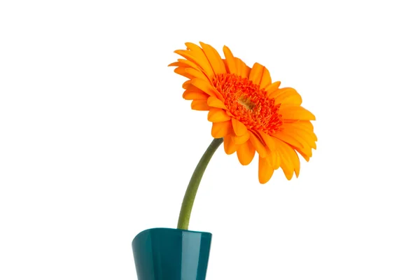 非洲菊。非洲菊朵花的花瓶，孤立的白色背景. — 图库照片