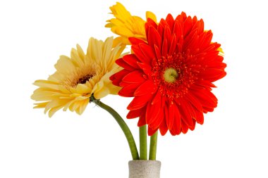 Gerbera. Gerbera çiçek vazo, izole beyaz arka plan üzerinde.