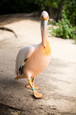 Pelikan. Büyük kuş beautifyl.