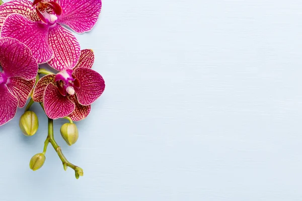 Orkide. Pastel bir arka plan üzerinde pembe orkide çiçekler. Pembe orkide arka plan. — Stok fotoğraf