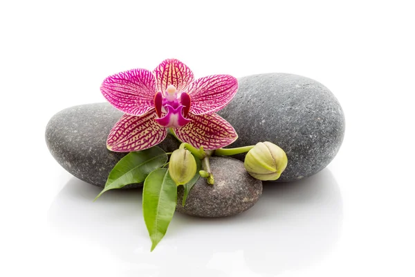 Spa stenen. Spa massagetherapeut stenen en orchid geïsoleerd op de witte achtergrond. — Stockfoto