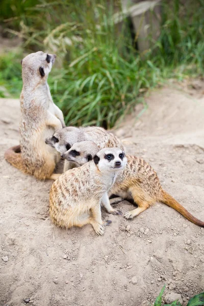 Erdmännchen, suricata, suricatta auch als Surikat bekannt. Wildlif — Stockfoto