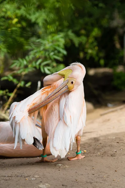 Pelican. Big bird on the beautifyl. — Stock Photo, Image