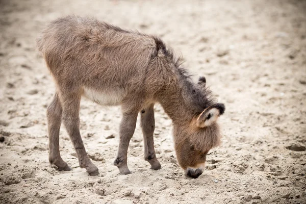 Mother and baby donkeys on the floral meadow — Stock Photo, Image