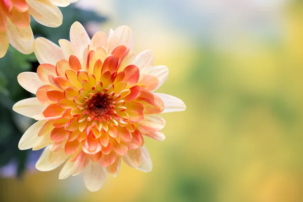 ダリアの花は黄色の背景のために閉じます. — ストック写真