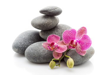 Papatya çayı. Papatya çiçeği bir ahşap zemin üzerinde. Stüdyo fotoğrafçılığı.