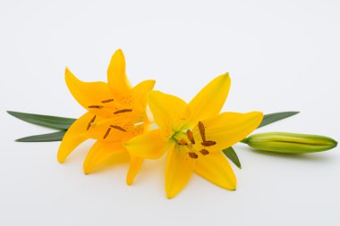 Lily çiçek tomurcukları beyaz bir arka plan üzerinde.