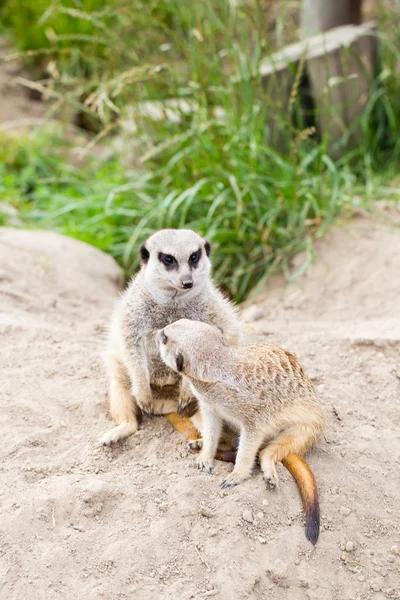 Erdmännchen, suricata, suricatta auch als Surikat bekannt. Wildlif — Stockfoto