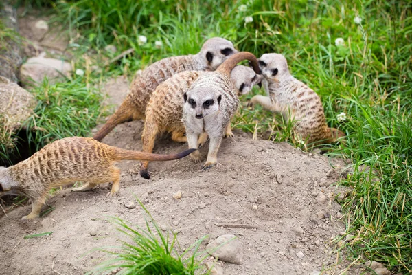 Meerkat, Suricata, suricatta également connu sous le nom de suricate. Wildlif — Photo