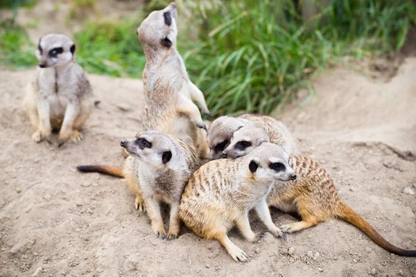 Meerkat, Suricata, suricatta also known as the suricate. Wildlif — Stock Photo, Image