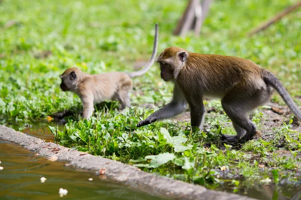 Familia de monos en el agua. — Foto de Stock