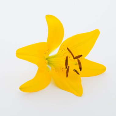 Lily çiçek tomurcukları beyaz bir arka plan üzerinde.