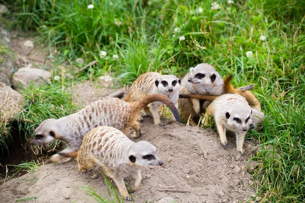 Çöl faresi, Suricata, suricatta olarak da bilinen suricate. Wildlif — Stok fotoğraf