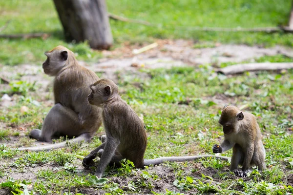 Familia de monos en el agua. — Foto de Stock