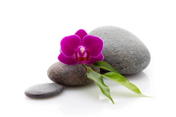 Pedras termais. Spa masage pedras e orquídeas isoladas no fundo branco . — Fotografia de Stock