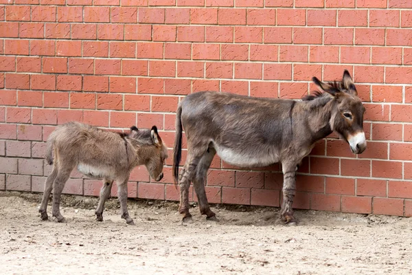 Mother and baby donkeys on the floral meadow — Stock Photo, Image