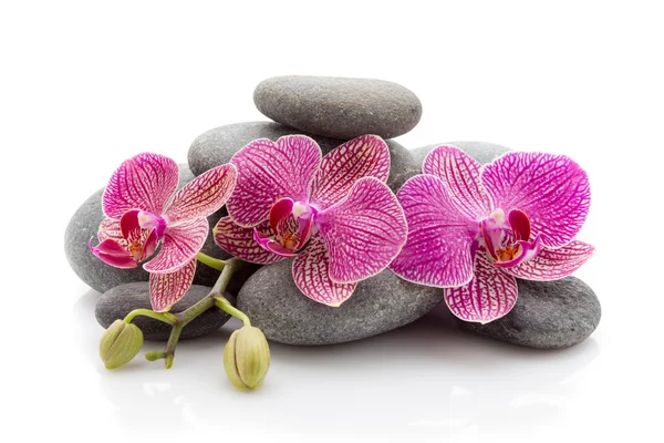 Wellendingen. Wellness-Massagesteine und Orchidee isoliert auf weißem Hintergrund. — Stockfoto