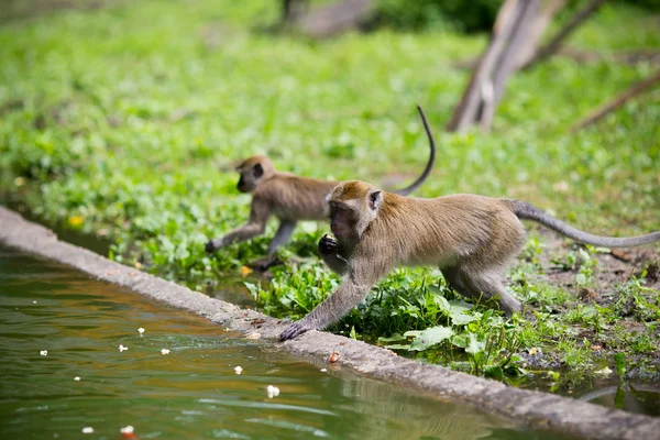 Familia de monos en el agua. — Foto de Stock