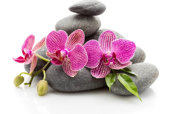 Wellendingen. Wellness-Massagesteine und Orchidee isoliert auf weißem Hintergrund. Stockfoto