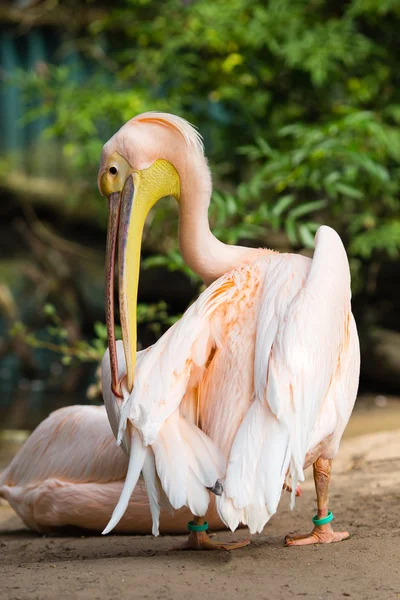 Pelican. Big bird on the beautifyl. — Stock Photo, Image