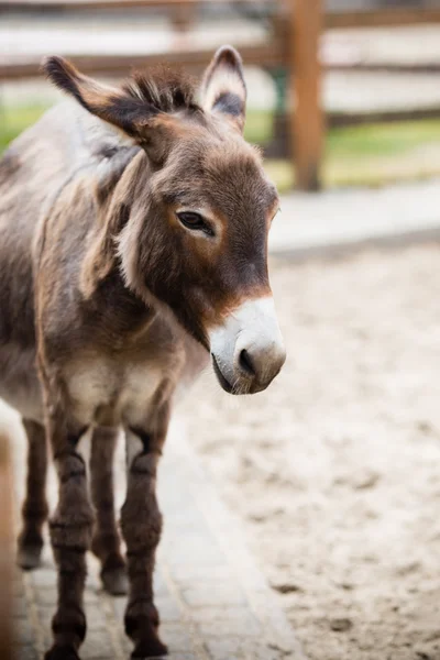 Portrait of a donkey on farm. — Stock Photo, Image