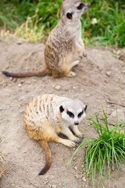 Meerkat, Suricata, suricatta também conhecido como o suricado. Wildlif — Fotografia de Stock