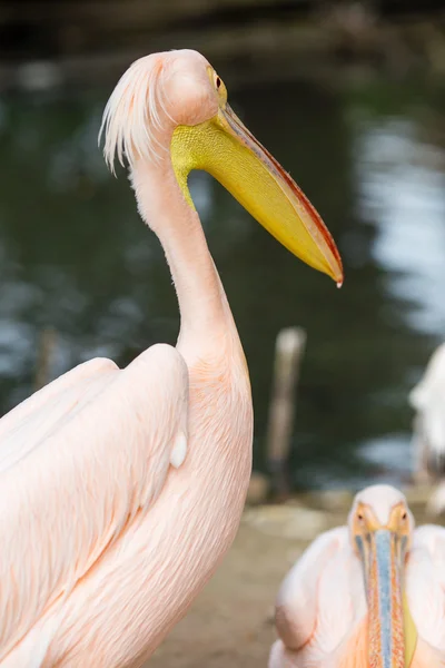 Pelican. Big bird on the beautifyl. — Stock Photo, Image