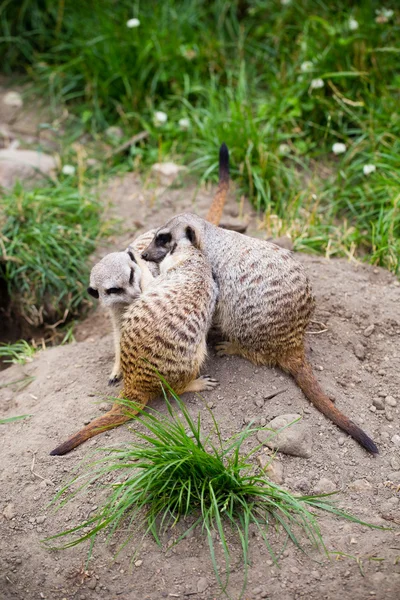 Meerkat, Suricata, suricatta noto anche come il suricato. Wildlif — Foto Stock