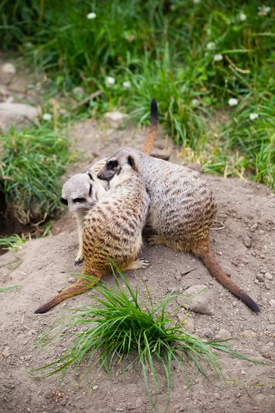 Meerkat, Suricata, suricatta também conhecido como o suricado. Wildlif — Fotografia de Stock