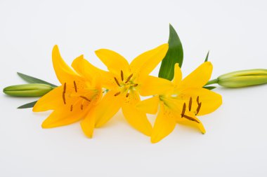 Lily çiçek tomurcukları beyaz bir arka plan üzerinde.