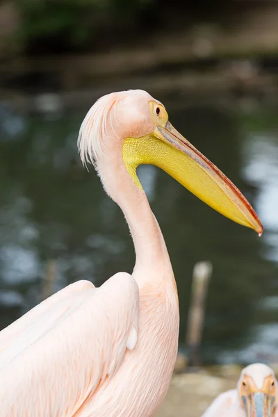 Pelican. Big bird on the beautifyl. — Stock Photo, Image