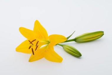 Lily çiçek tomurcukları beyaz bir arka plan üzerinde.