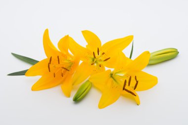 Lily çiçek tomurcukları beyaz bir arka plan üzerinde.