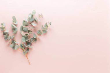 Çiçekler ve okaliptüs kompozisyonu. Beyaz arka planda çeşitli renkli çiçeklerden oluşan desen. Düz yaşam stiil yatıyordu.